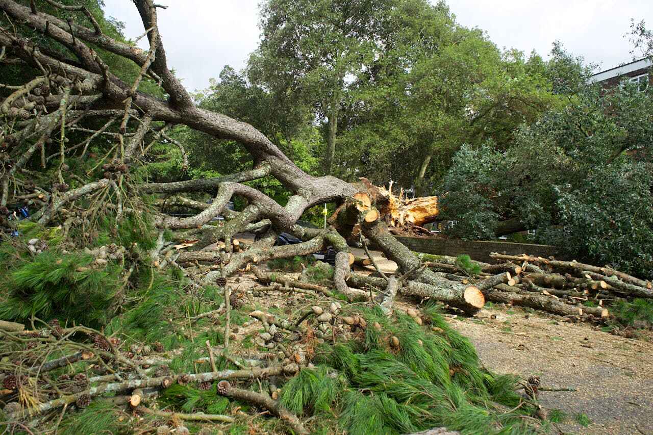 The Steps Involved in Our Tree Care Process in Rushford, MN